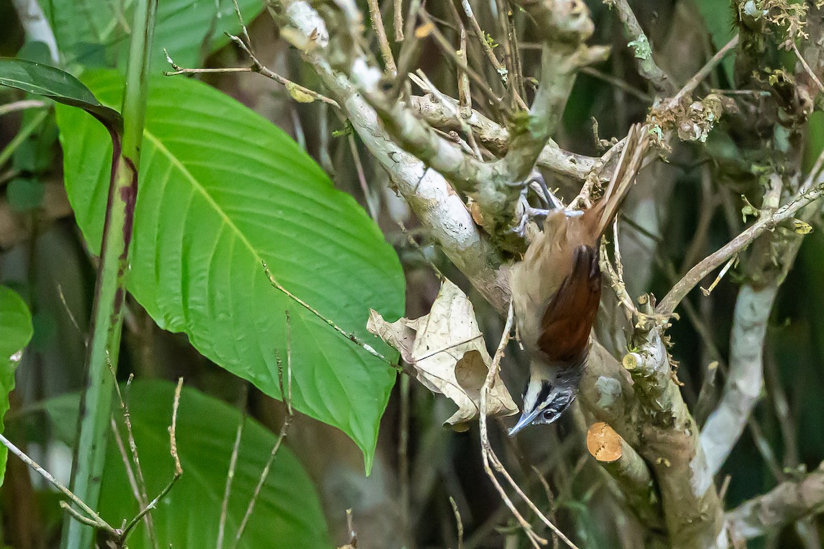 Whiskered Wren - ML636404327