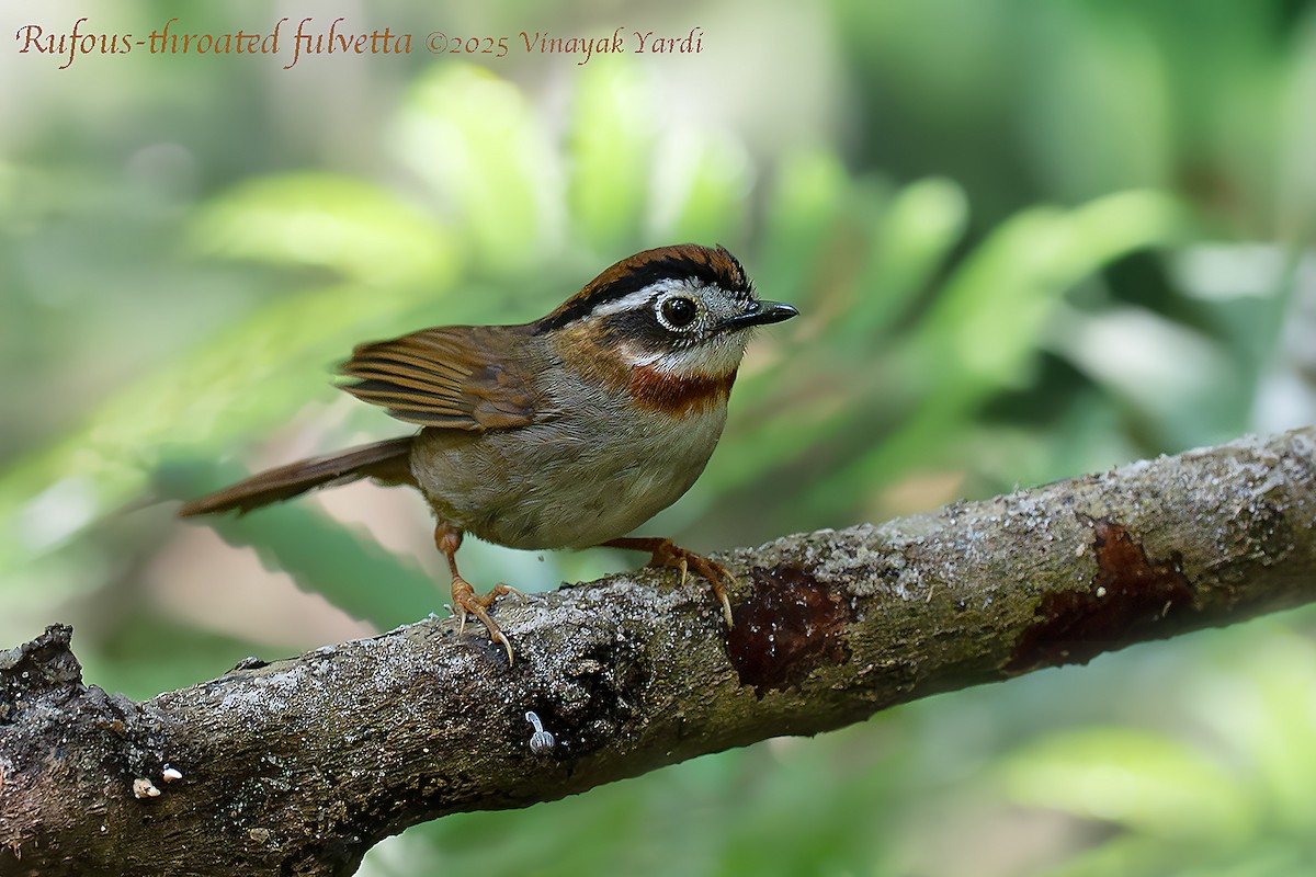Rufous-throated Fulvetta - ML636404330