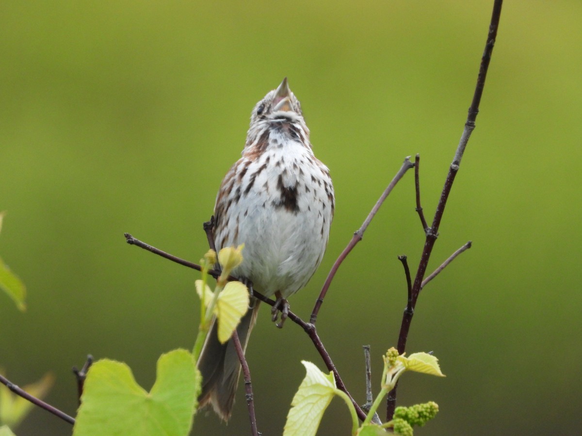 Song Sparrow - ML636404358