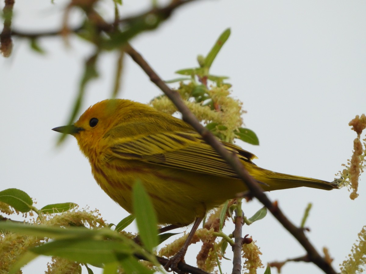 Northern Yellow Warbler - ML636404373