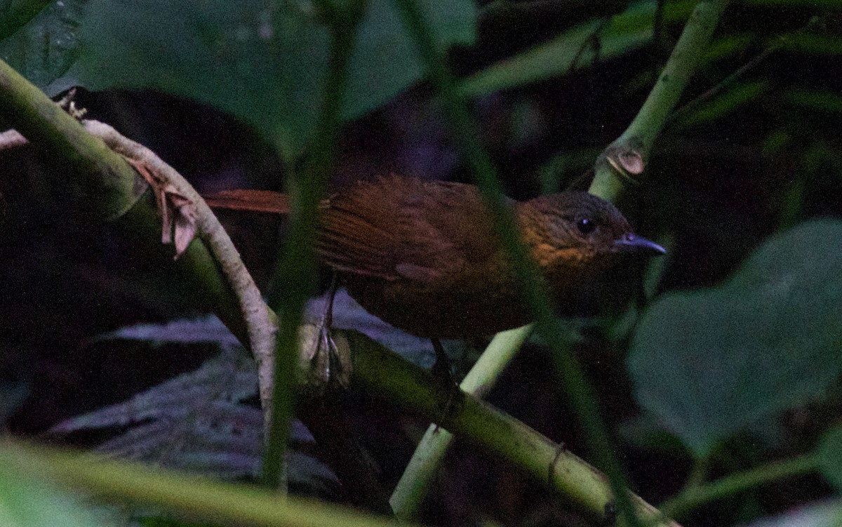 Streak-breasted Treehunter - ML636404379