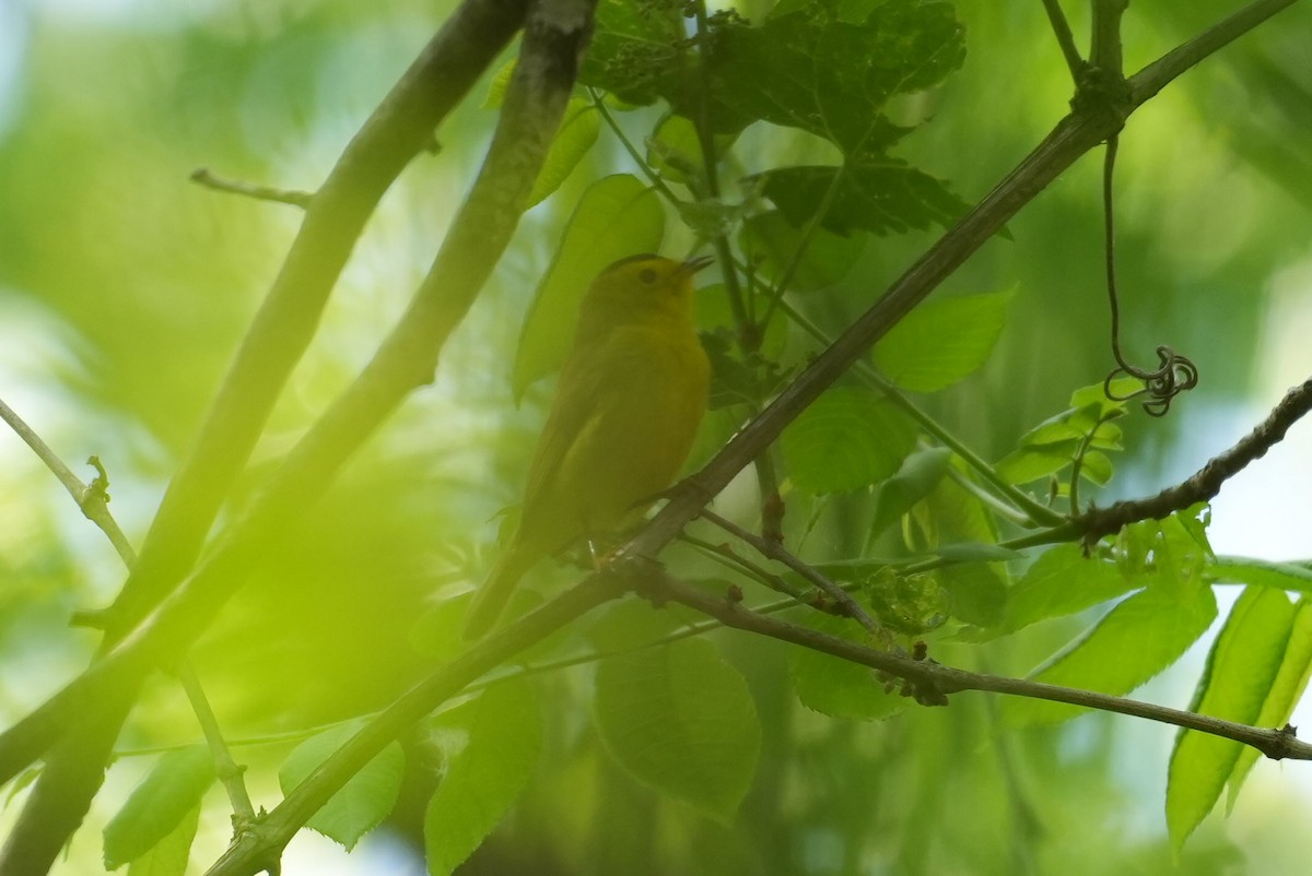 Wilson's Warbler - ML636404488