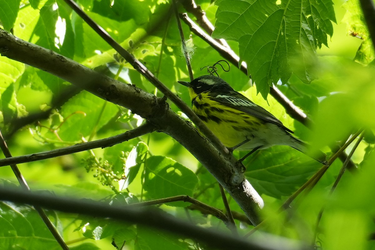 Magnolia Warbler - ML636404495
