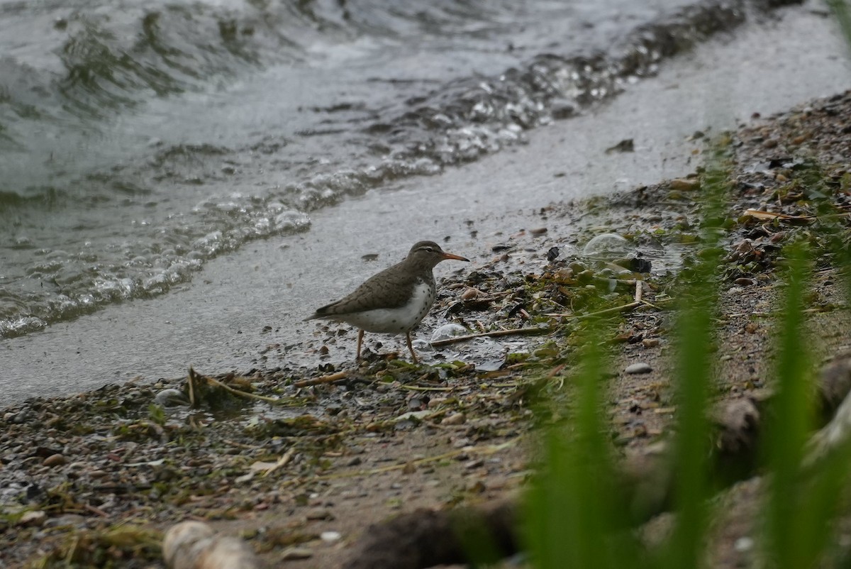 Spotted Sandpiper - ML636404609