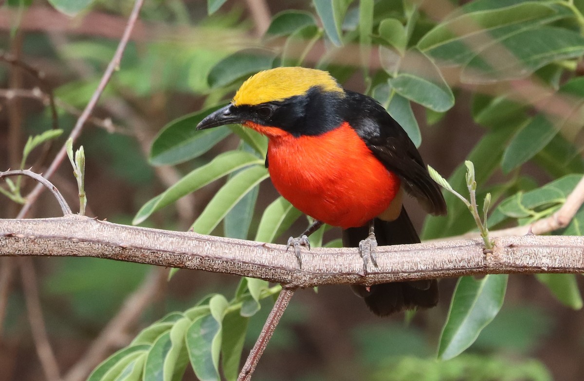 Yellow-crowned Gonolek - ML636404684