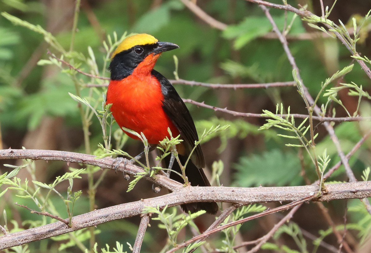 Yellow-crowned Gonolek - ML636404685