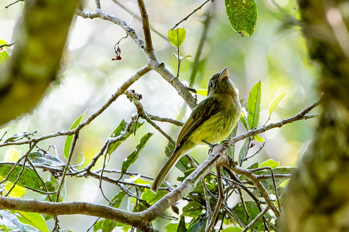 Fulvous-breasted Flatbill - ML636404703