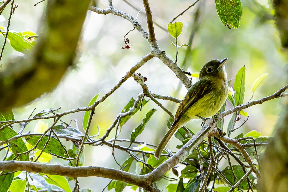 Fulvous-breasted Flatbill - ML636404704
