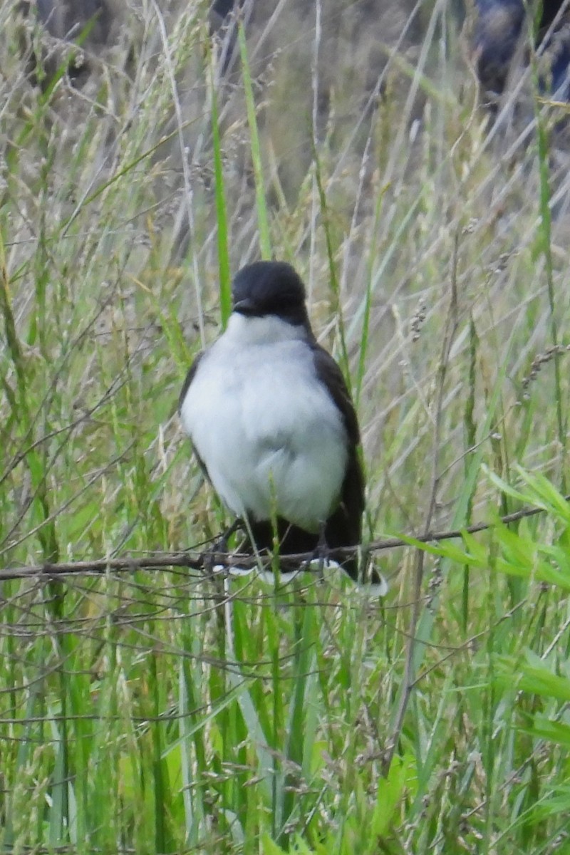 Eastern Kingbird - ML636404928