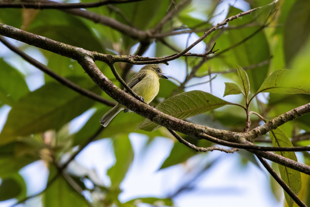 Olive-faced Flatbill - ML636405151