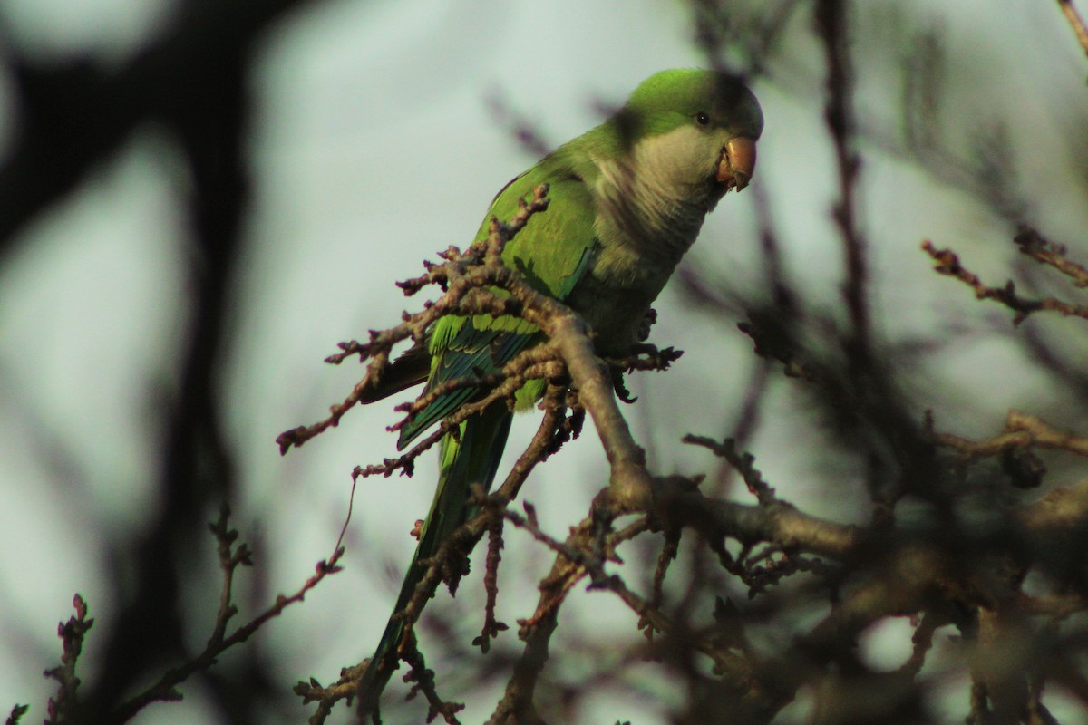 Monk Parakeet - ML63640521