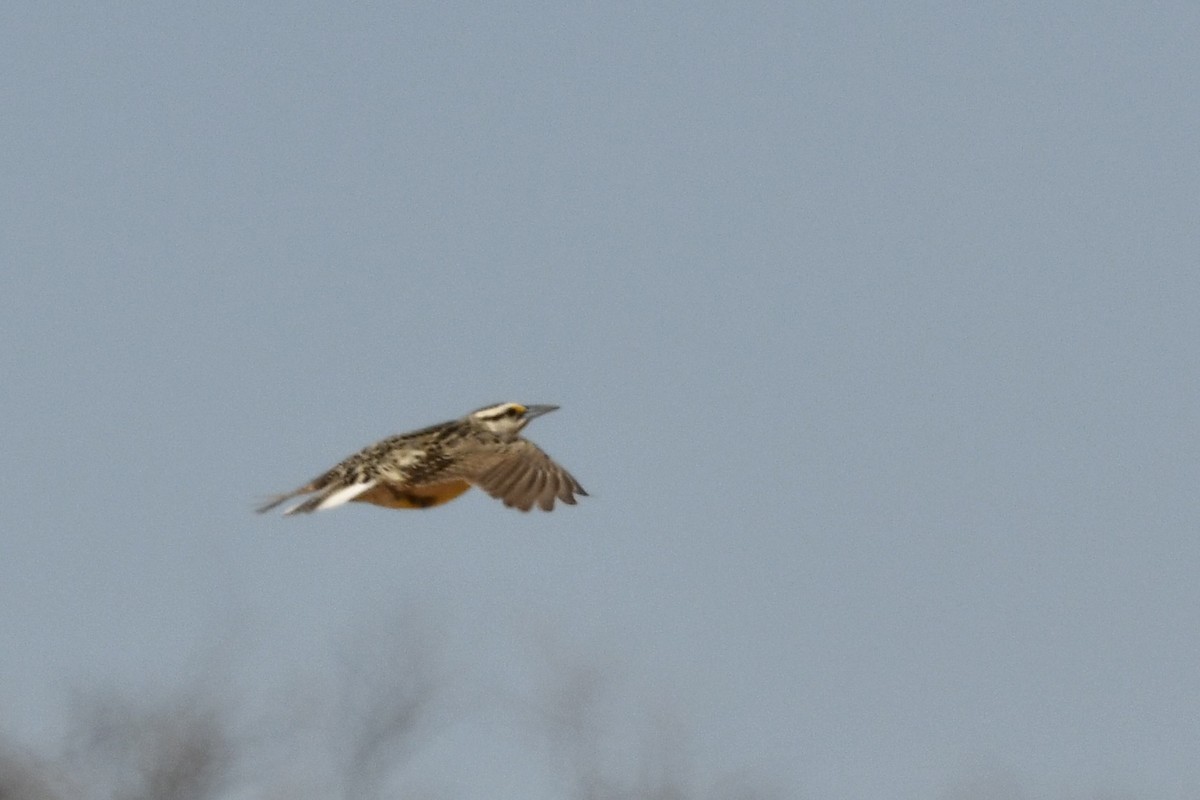 Chihuahuan Meadowlark - ML636405210