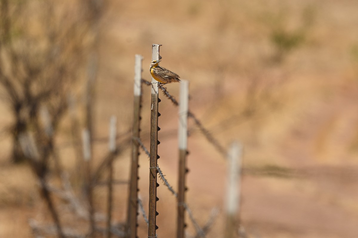 Chihuahuan Meadowlark - ML636405231