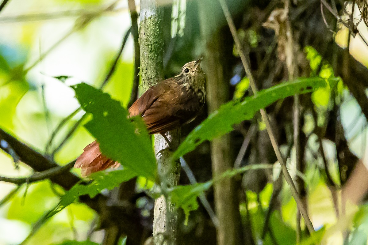 Rusty-winged Barbtail - ML636405236