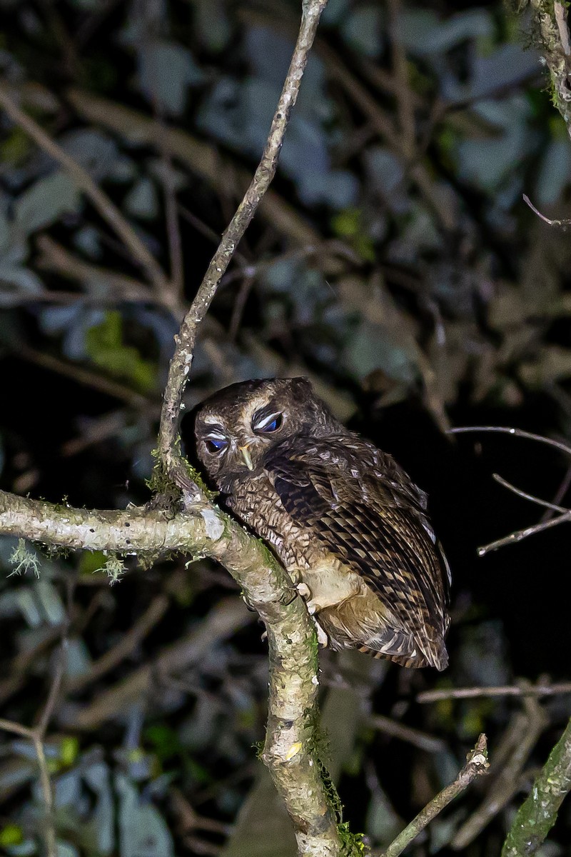 Rufescent Screech-Owl (Colombian) - ML636405375