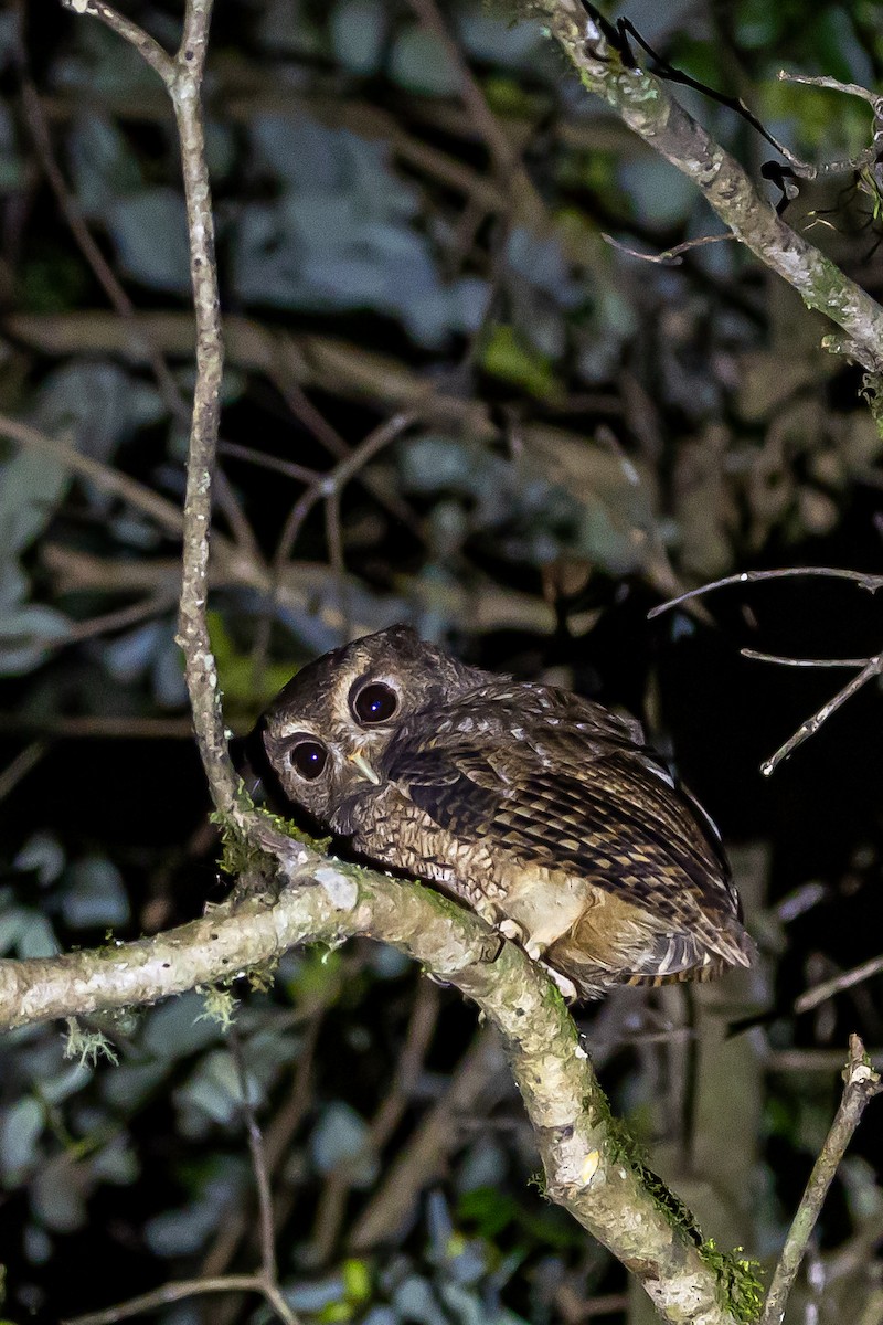 Rufescent Screech-Owl (Colombian) - ML636405376