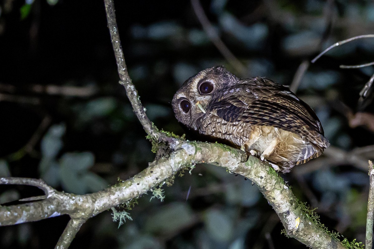 Rufescent Screech-Owl (Colombian) - ML636405377
