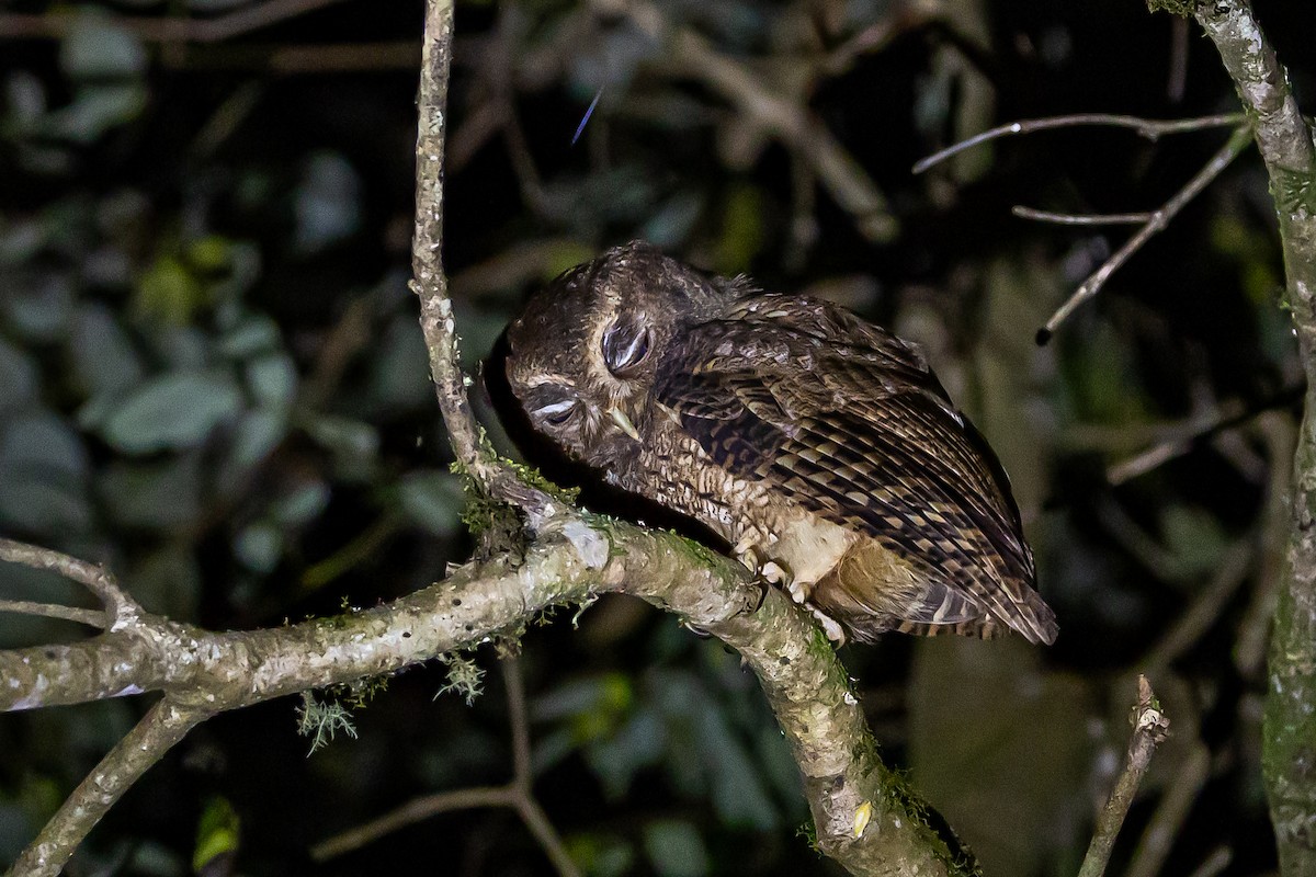 Rufescent Screech-Owl (Colombian) - ML636405386