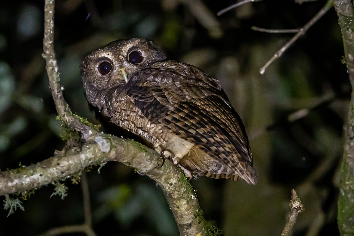 Rufescent Screech-Owl (Colombian) - ML636405391