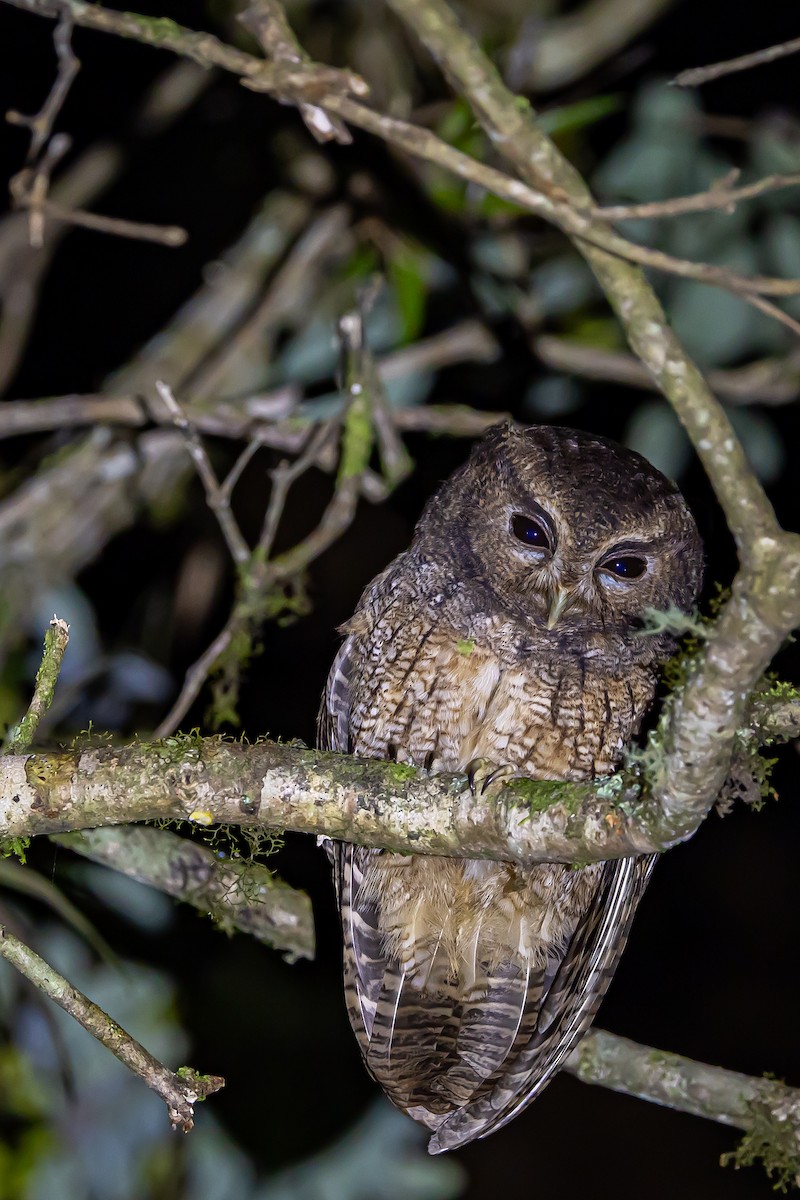 Rufescent Screech-Owl (Colombian) - ML636405392