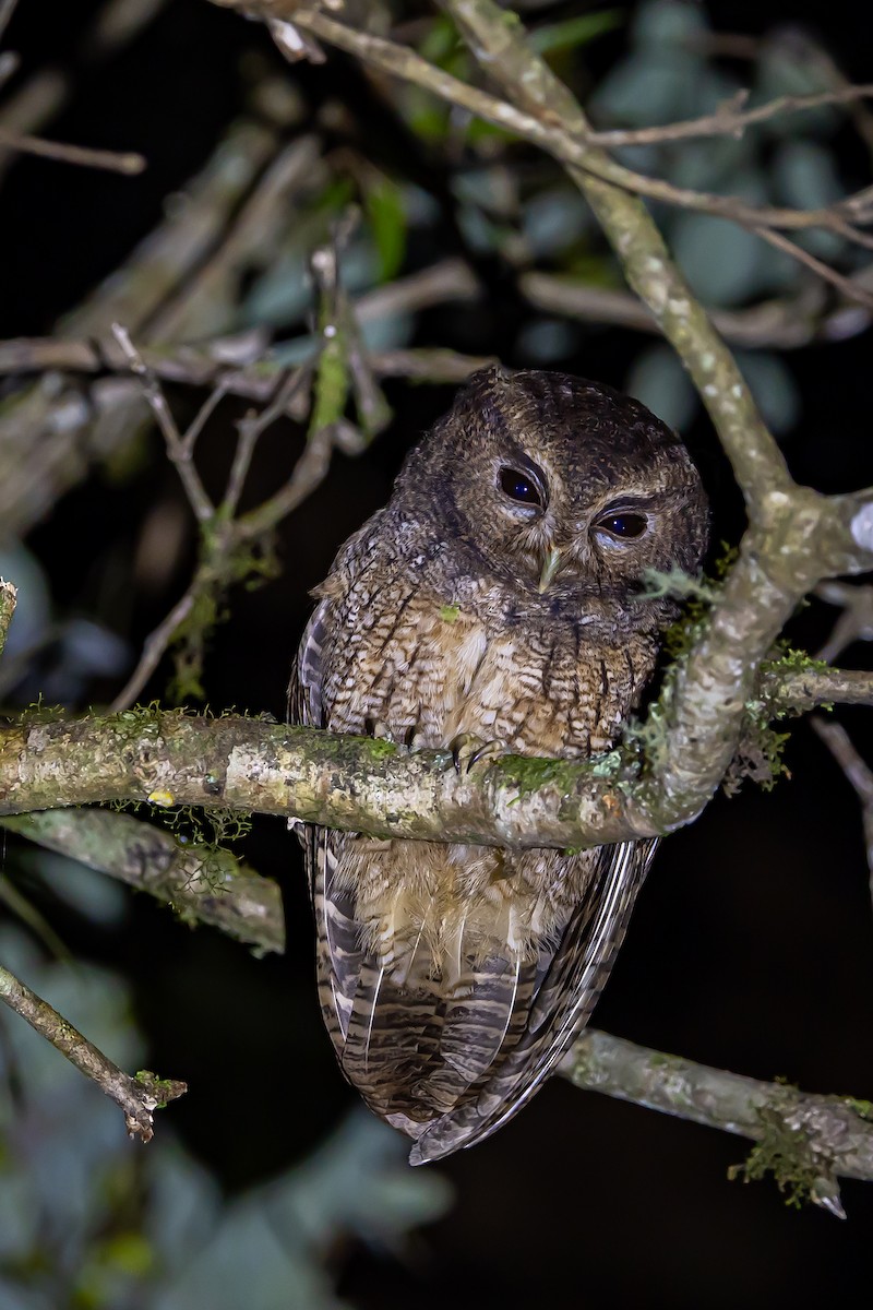 Rufescent Screech-Owl (Colombian) - ML636405395