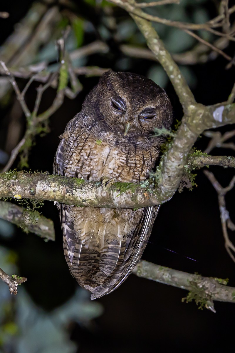 Rufescent Screech-Owl (Colombian) - ML636405396