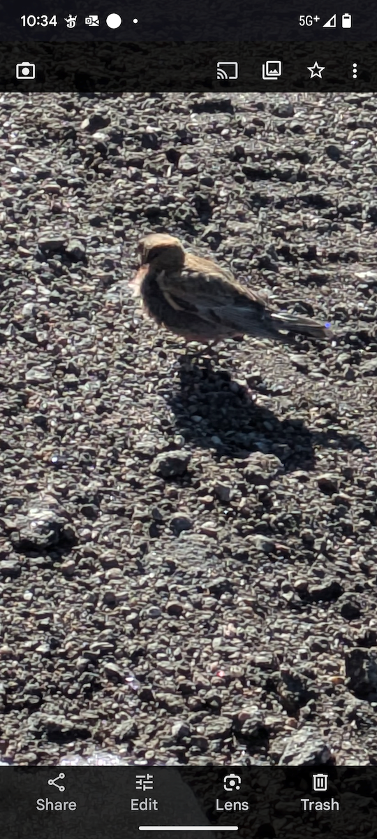 Brown-capped Rosy-Finch - ML636405503