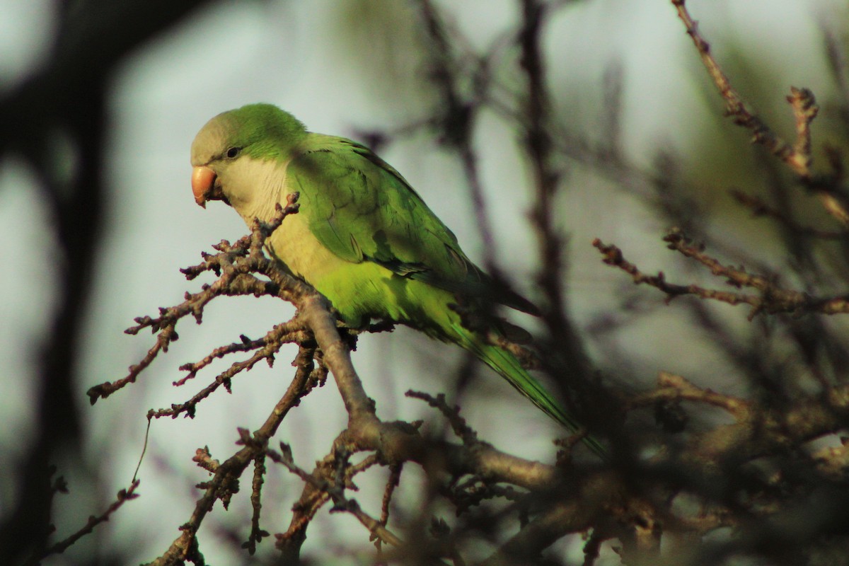 Monk Parakeet - ML63640551