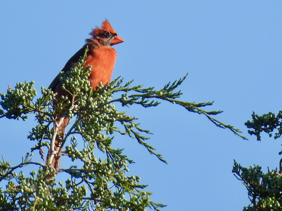 Northern Cardinal - ML636405548