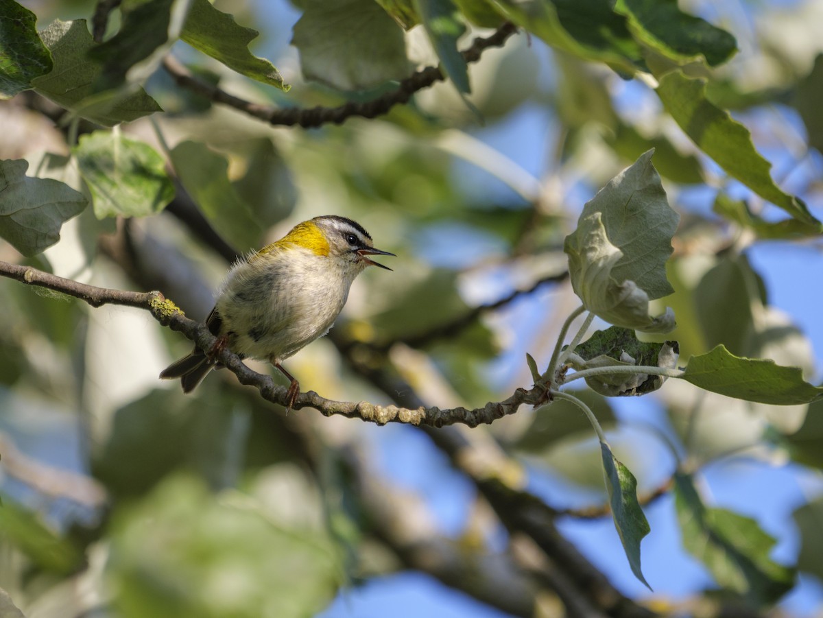 Common Firecrest - ML636405608