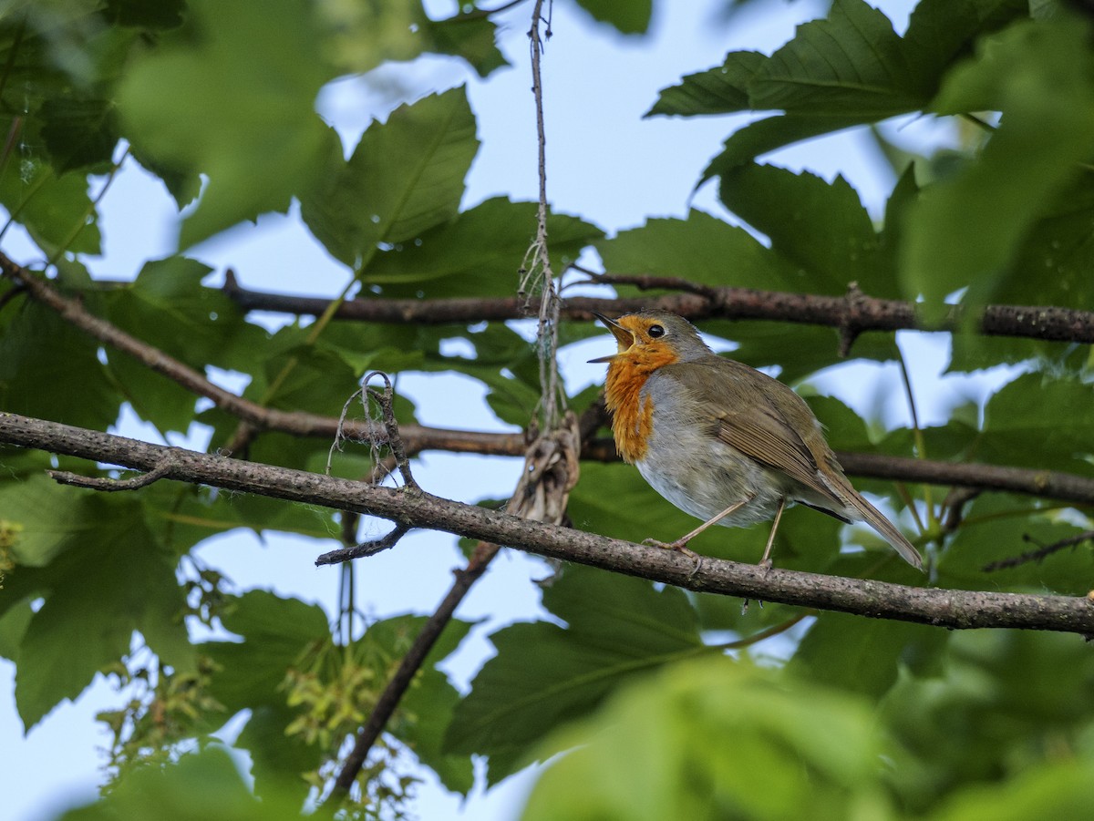 European Robin - ML636405620