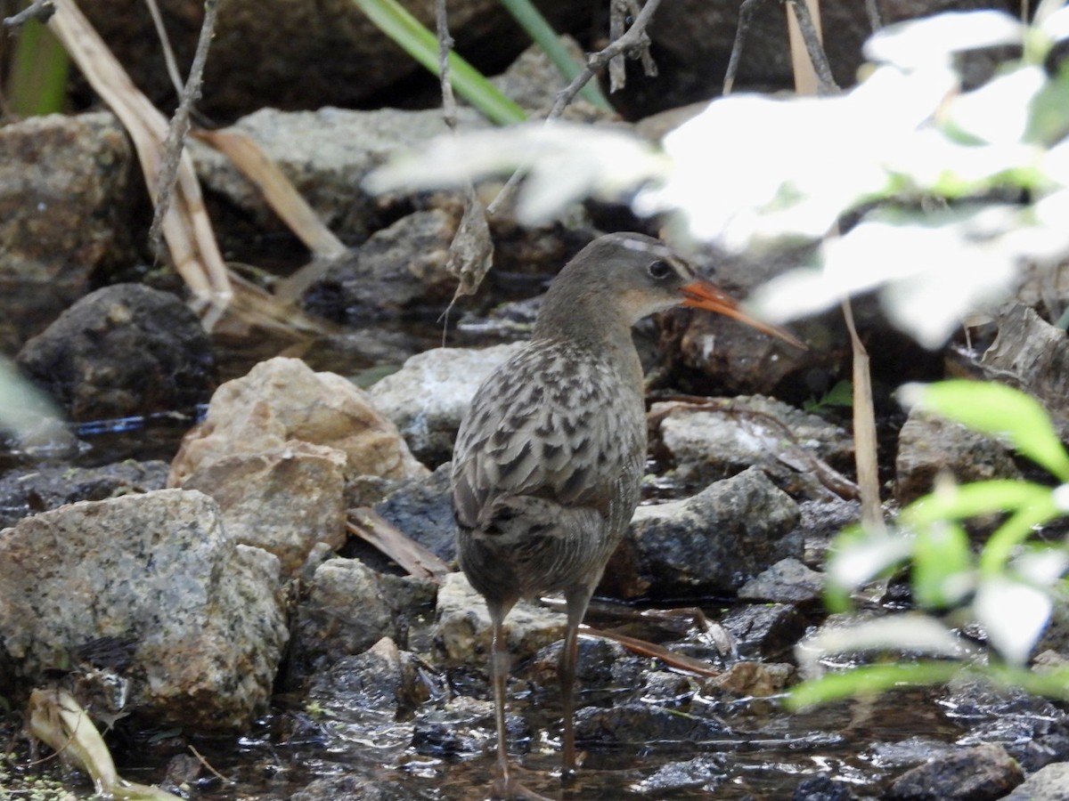 Ridgway's Rail - ML636405630