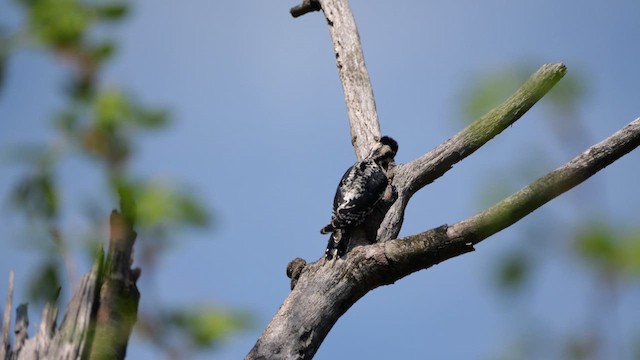 Yellow-bellied Sapsucker - ML636405759