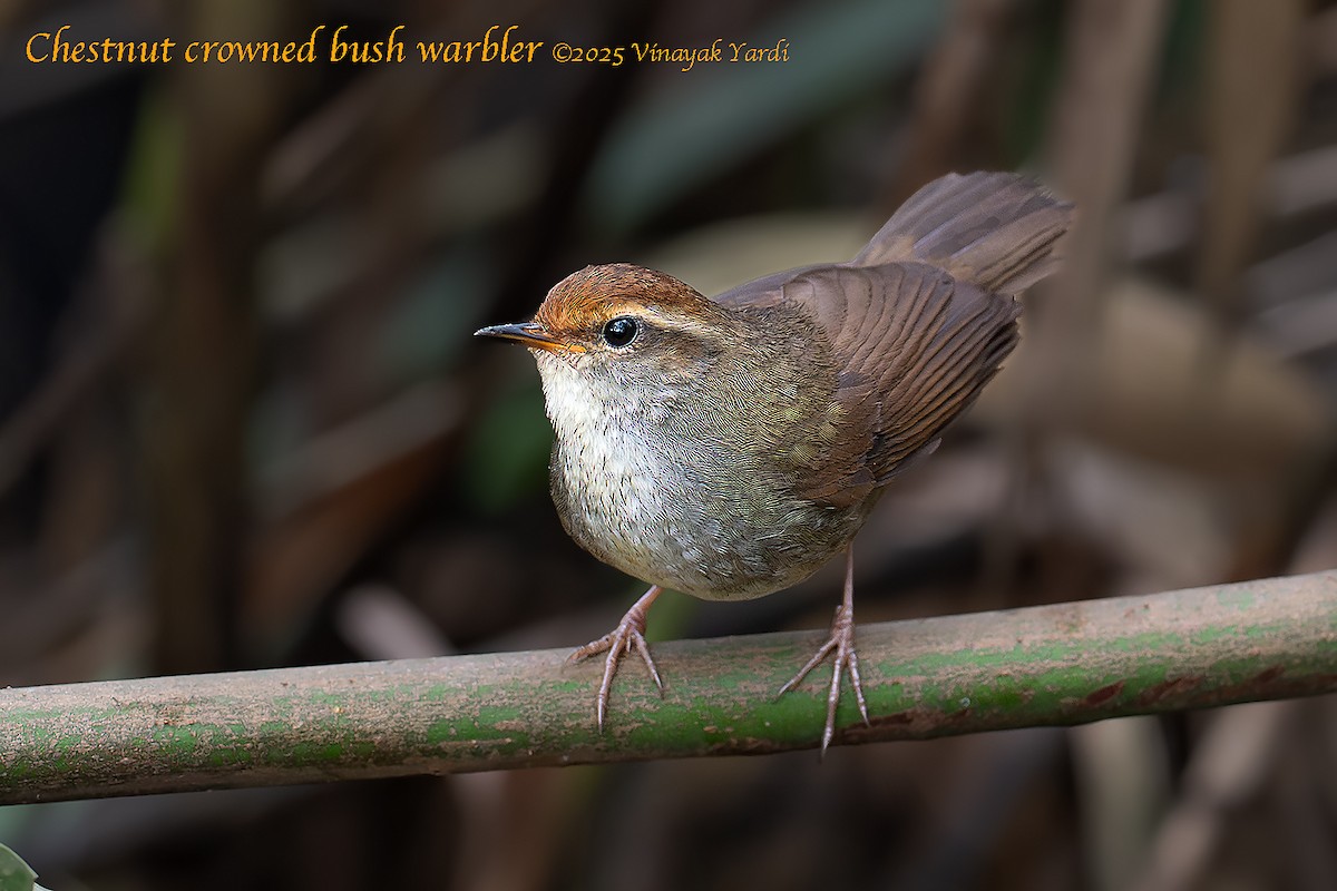Chestnut-crowned Bush Warbler - ML636405778