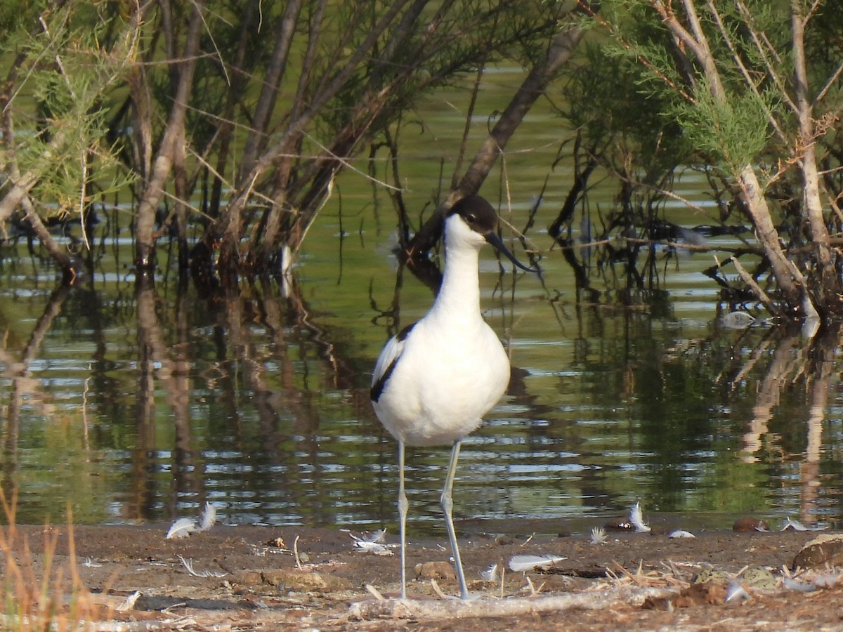 Pied Avocet - ML636405796
