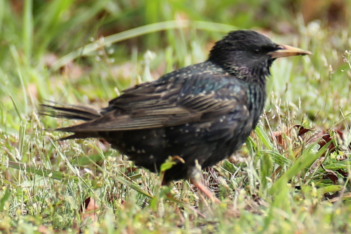 European Starling - ML636405803