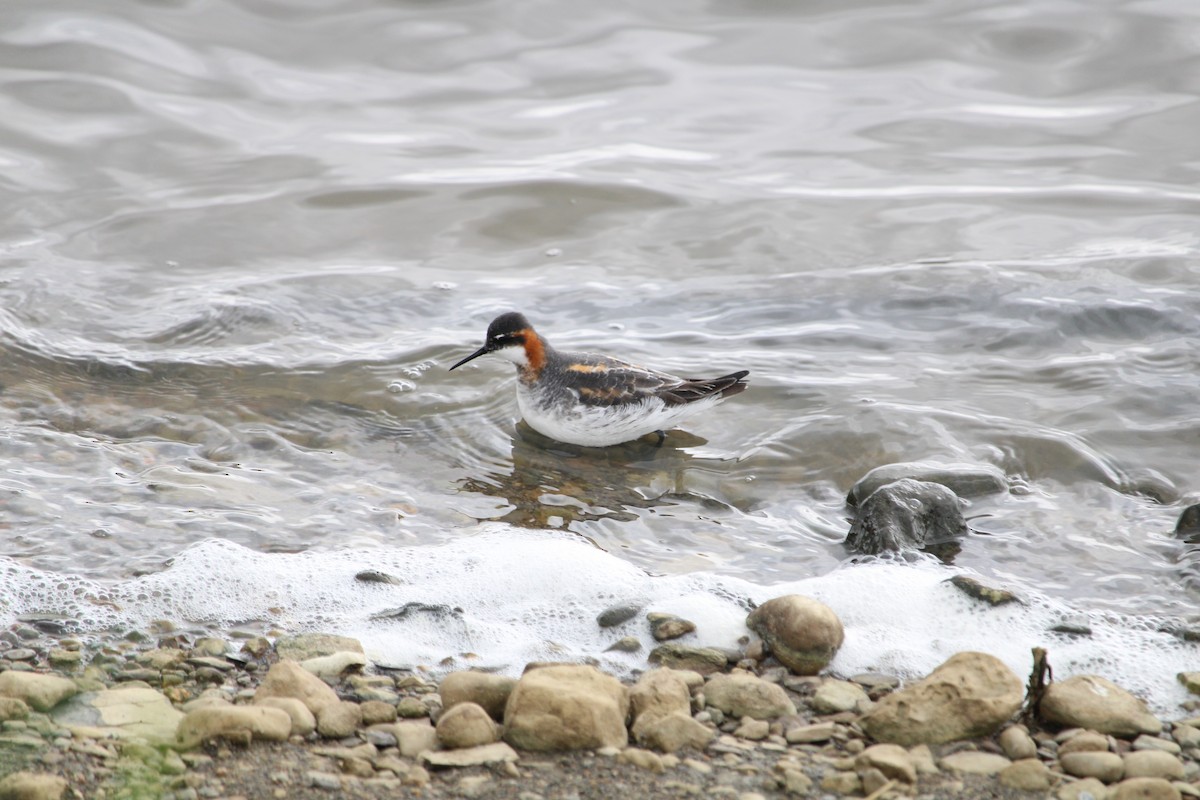 Red-necked Phalarope - ML636405808