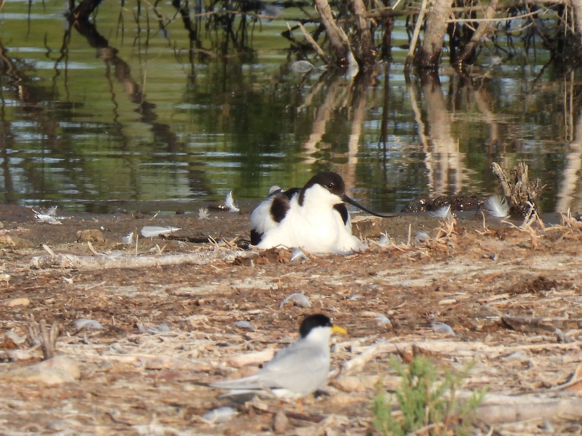 Pied Avocet - ML636405819