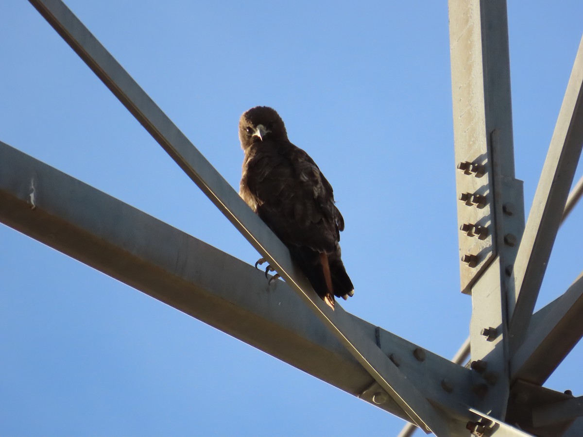Red-tailed Hawk - ML636405869