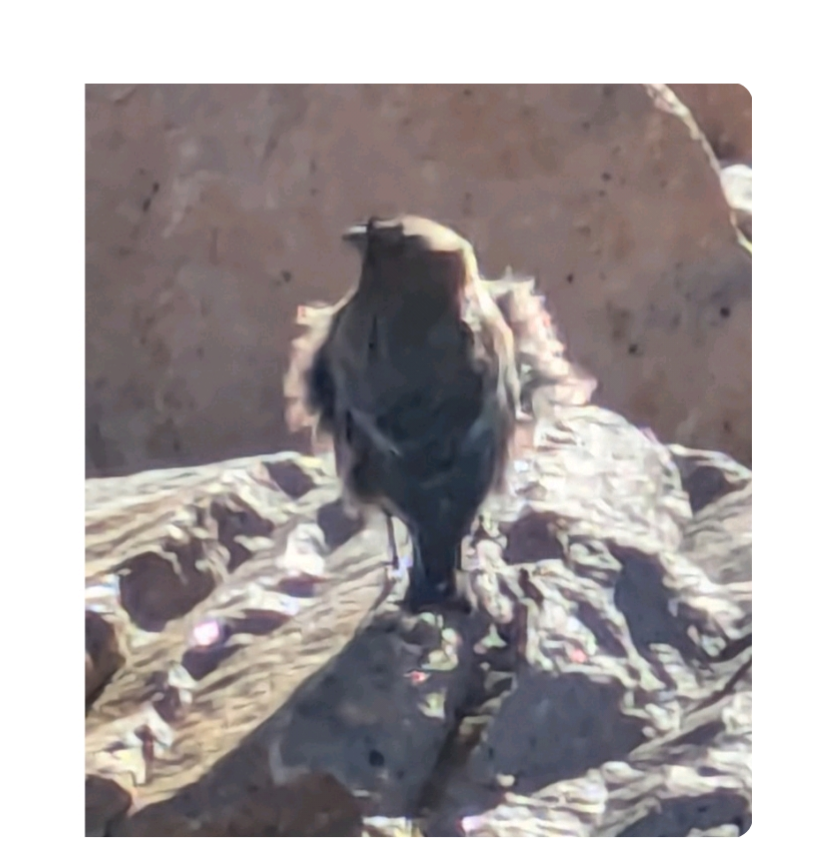 Brown-capped Rosy-Finch - ML636405887