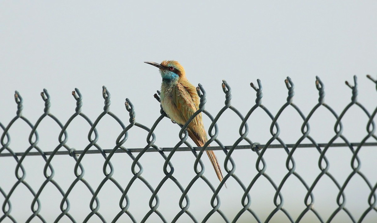 Arabian Green Bee-eater - ML636405938
