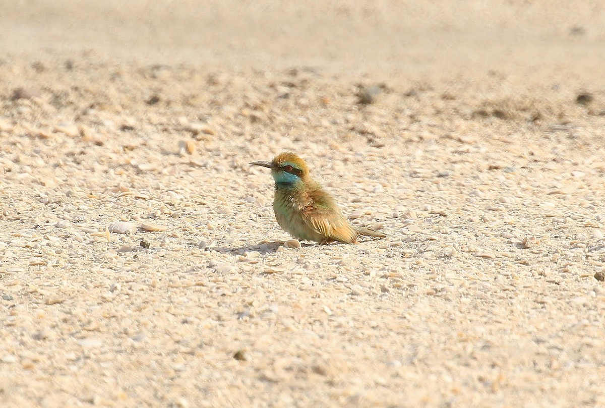 Arabian Green Bee-eater - ML636405939