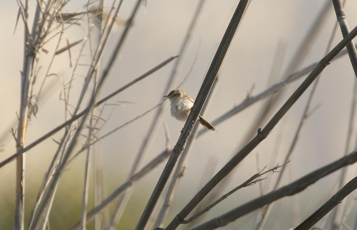 Delicate Prinia - ML636405950