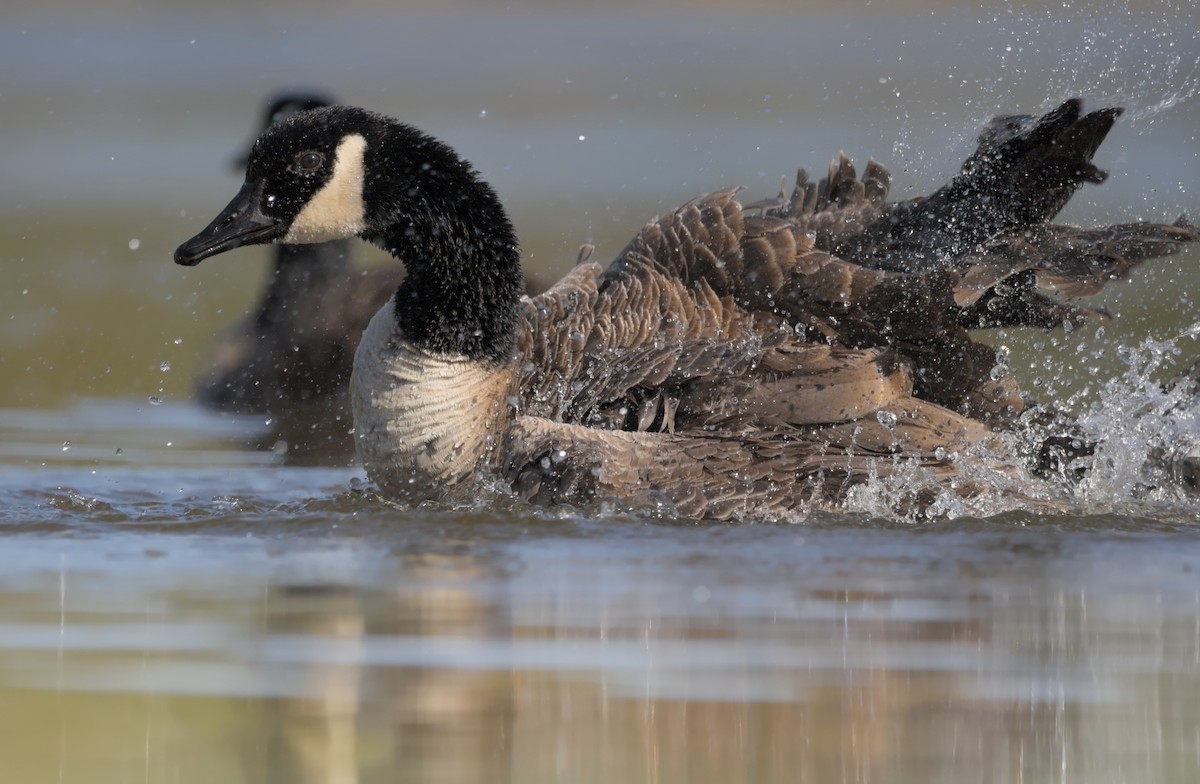 Canada Goose - ML636406019