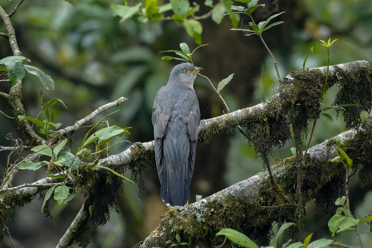 Himalayan Cuckoo - ML636406101