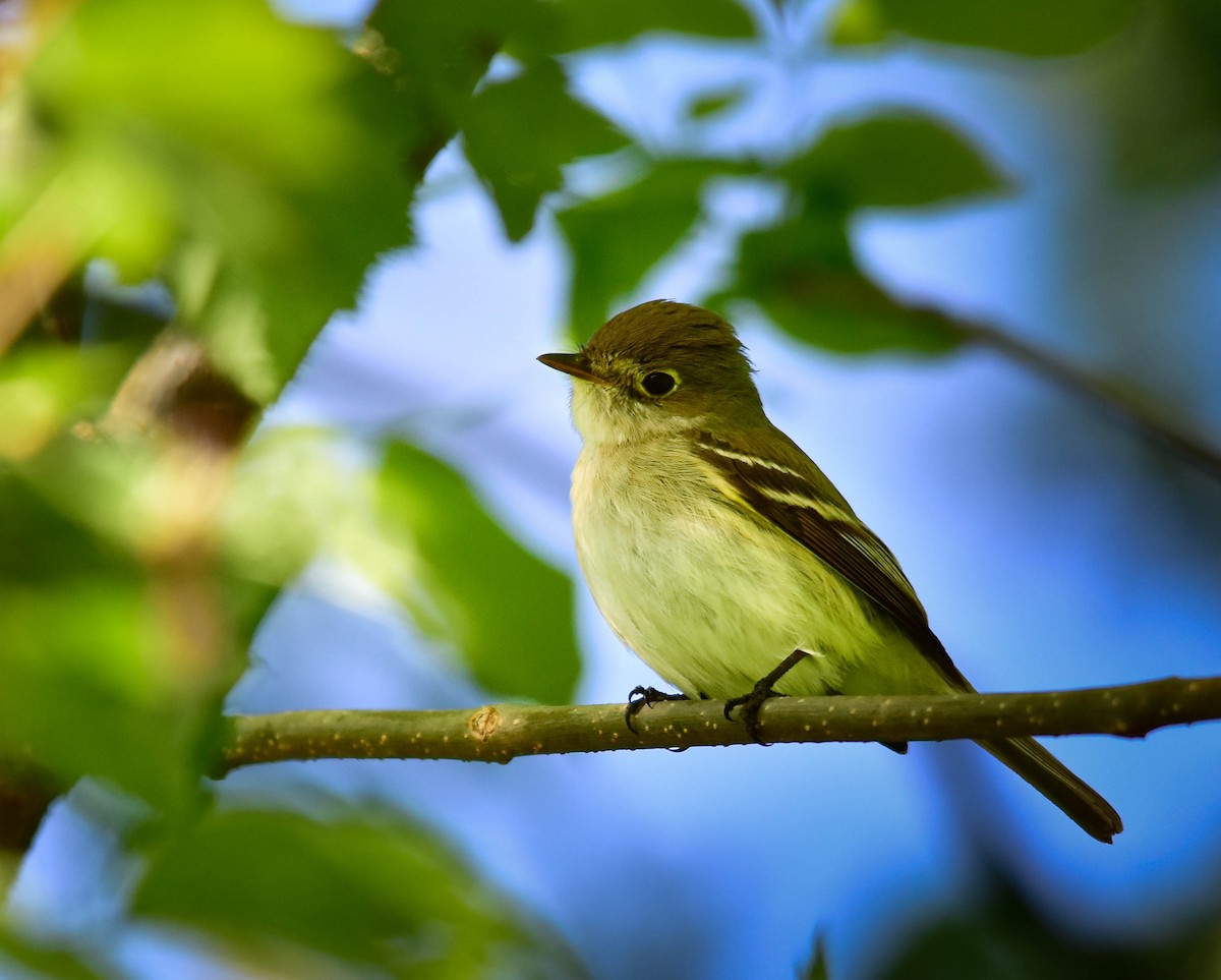 Least Flycatcher - ML636406160