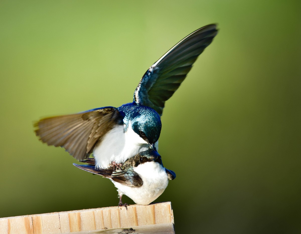 Tree Swallow - ML636406177