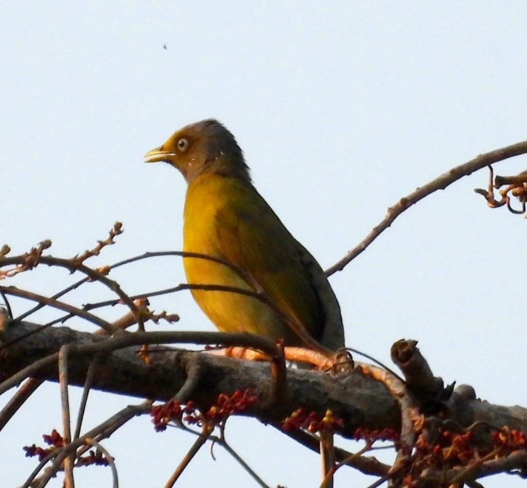 Gray-headed Bulbul - ML636406181