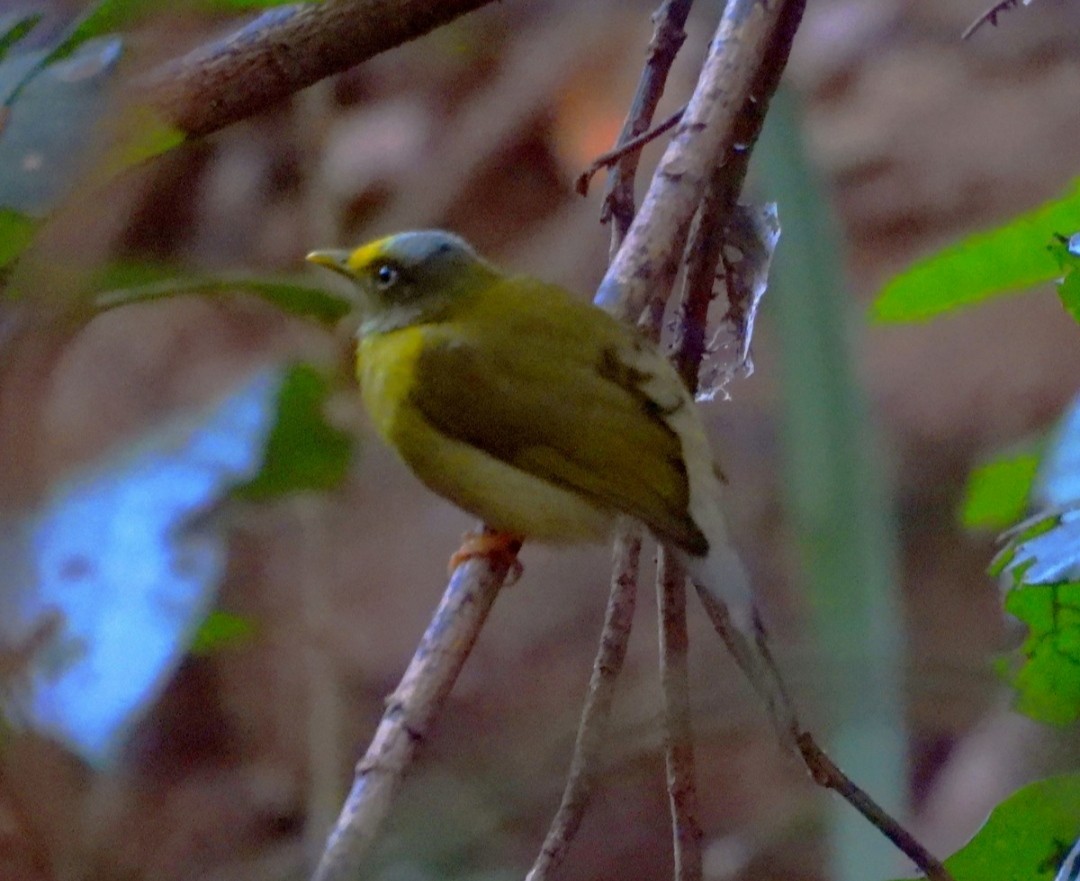 Gray-headed Bulbul - ML636406183