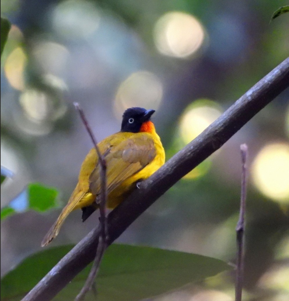 Flame-throated Bulbul - ML636406188